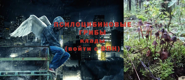 прущие грибы Дмитров