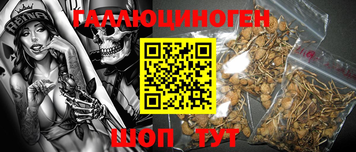 Казань  Галлюциногенные грибы Psilocybe  Вход с VPN 